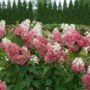 Hydrangea Pinky Winky Prime