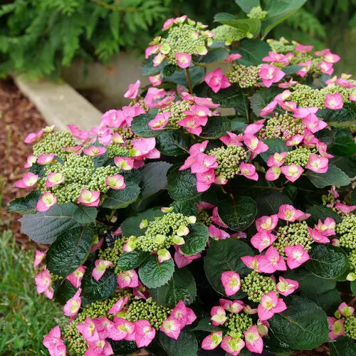 Hydrangea Tuff Stuff Top Fun