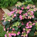 Hydrangea Tuff Stuff Top Fun