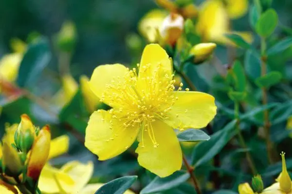 Hypericum Sunburst