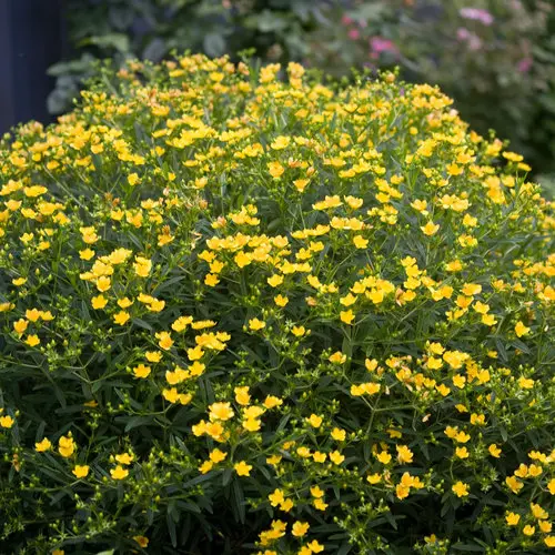 Hypericum Sunny Boulevard