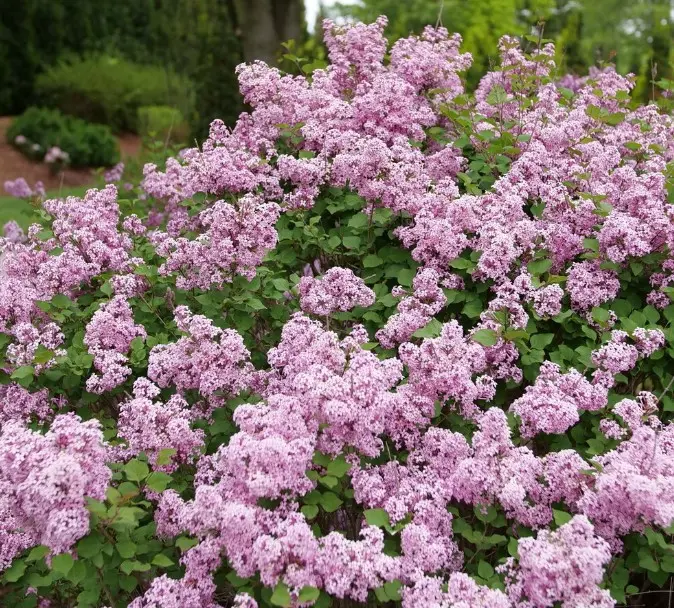 Lilac Bloomerang Purpink