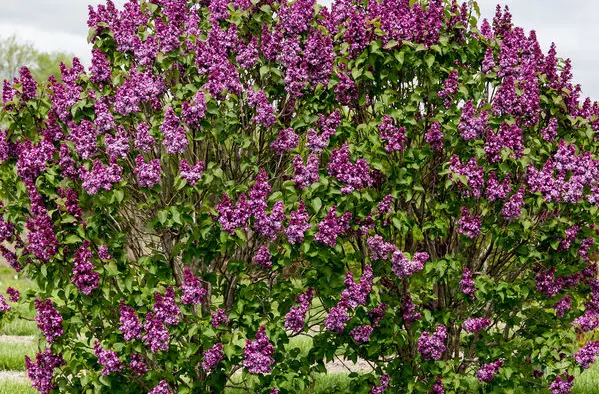 Lilac Virtual Violet