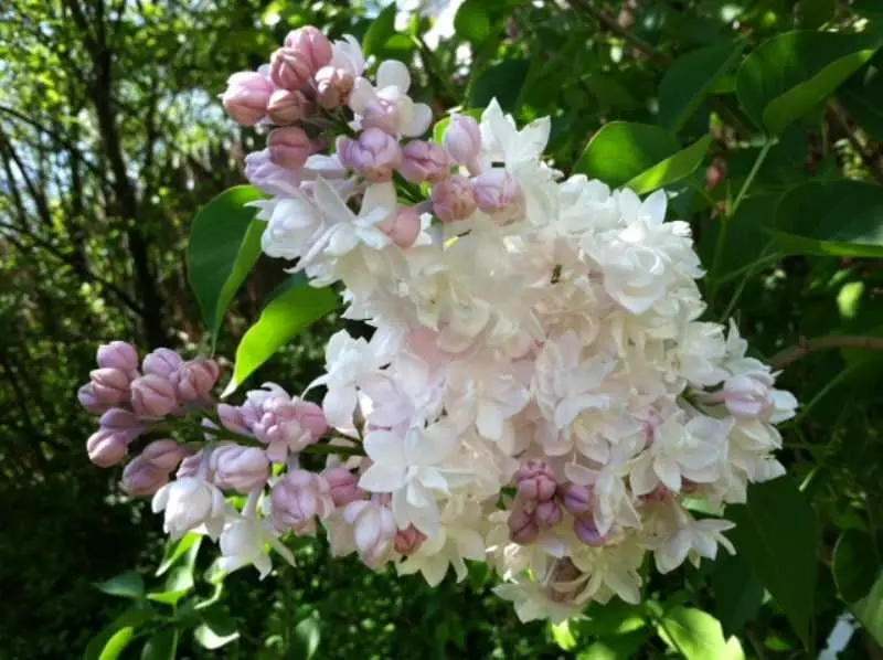 Lilac Beauty of Moscow