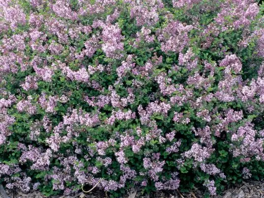 Lilac Dwarf Korean
