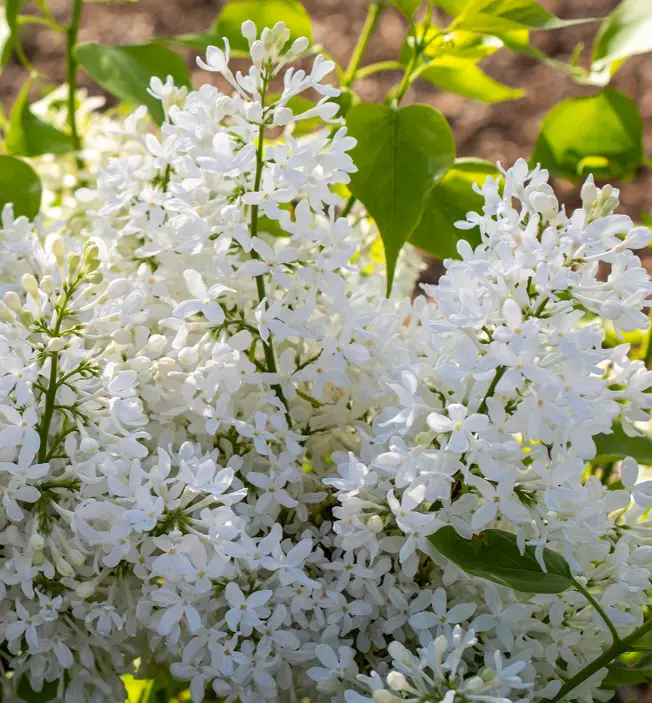 Lilac New Age White