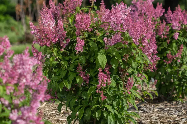 Lilac Pinktini FE