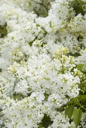 Lilac Angel White