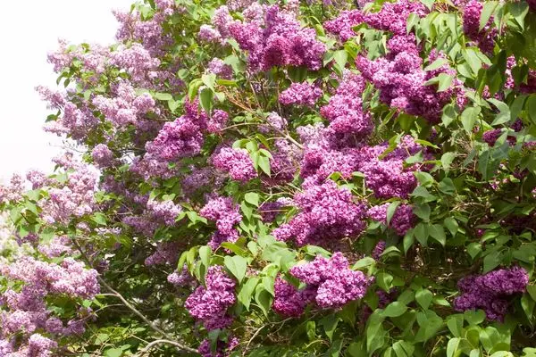 Lilac Monge