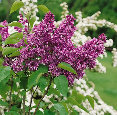 Lilac Yankee Doodle