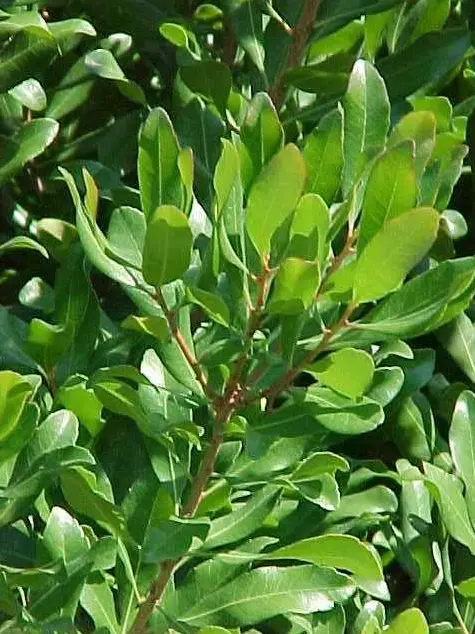 Northern Bayberry