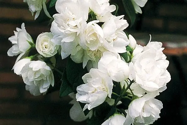 Mockorange Snow White