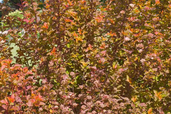 Ninebark Amber Jubilee