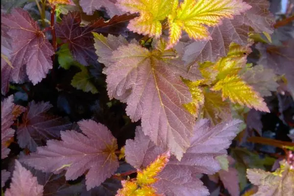 Ninebark Center Glow