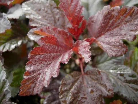 Ninebark Lady in Red