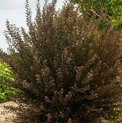 Ninebark Spicy Devil