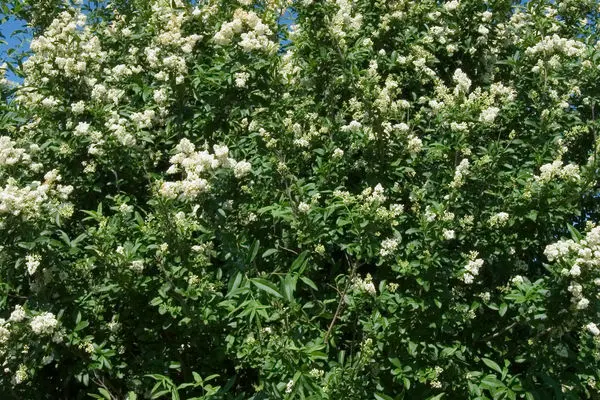 Privet Cheyenne