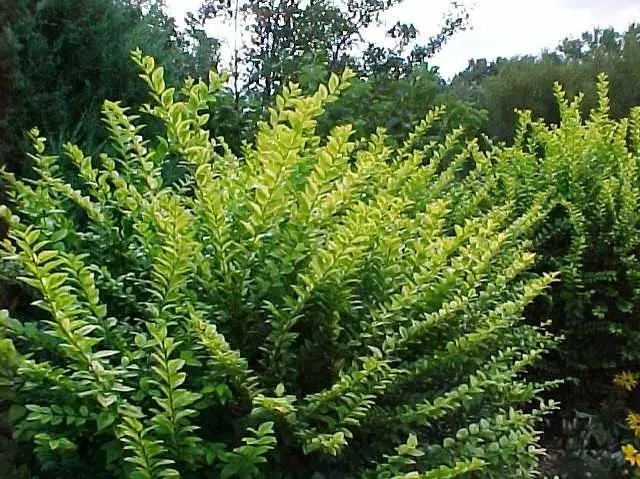 Privet Golden Vicary