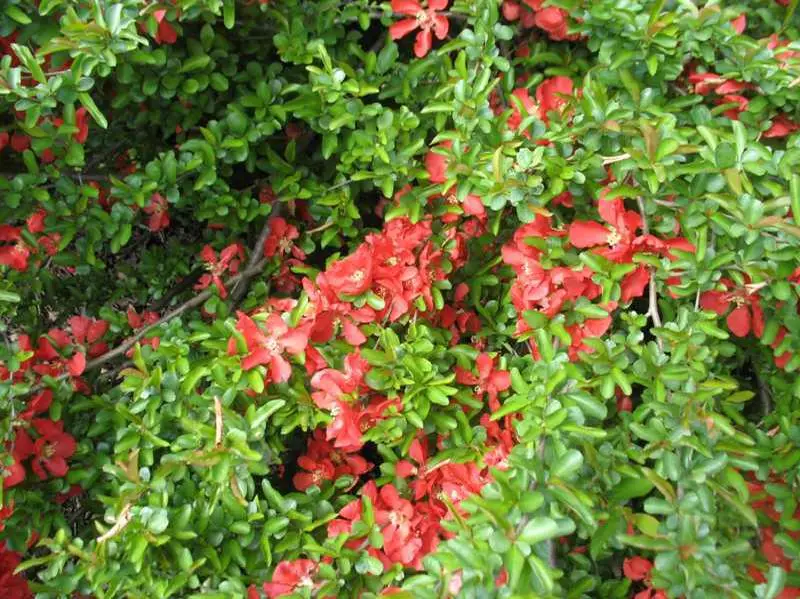 Quince Texas Scarlet Flowering