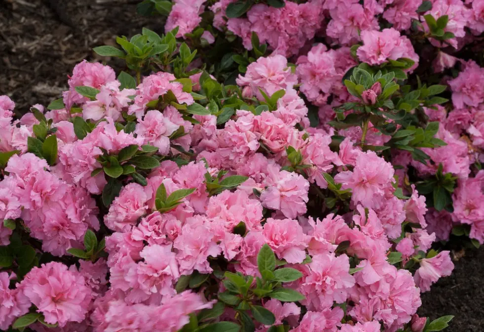 Azalea Bloom-a-Thon Double Pink