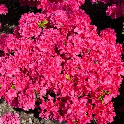 Azalea National Beauty