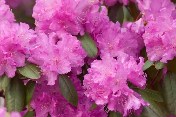 Rhododendron PJM