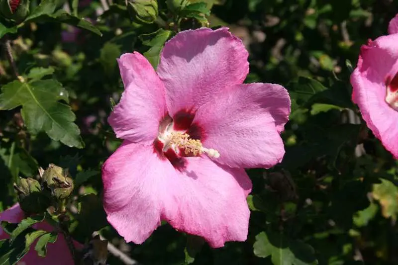 Rose of Sharon Aphrodite
