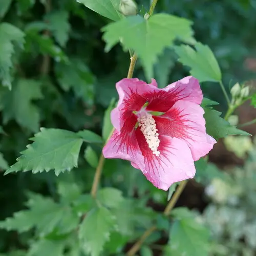 Rose of Sharon Red Pillar