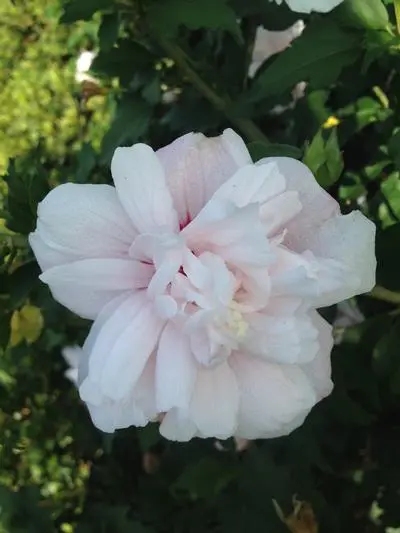 Rose of Sharon Strawberry Smoothie