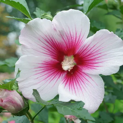 Rose of Sharon Paraplu Pink Ink