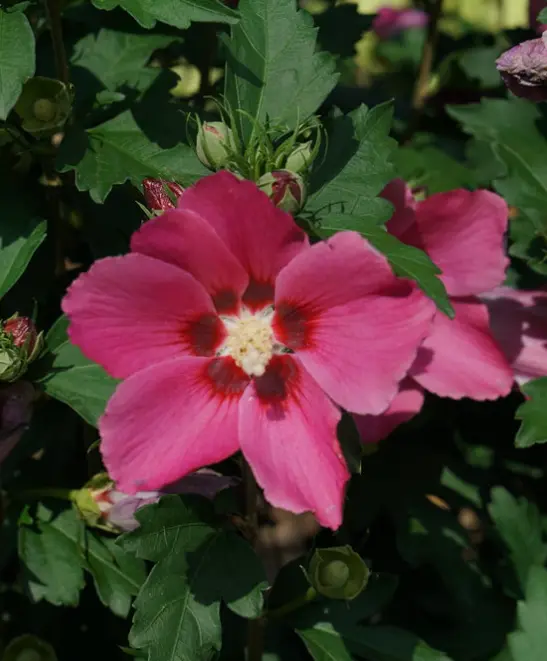 Rose of Sharon Paraplu Rouge