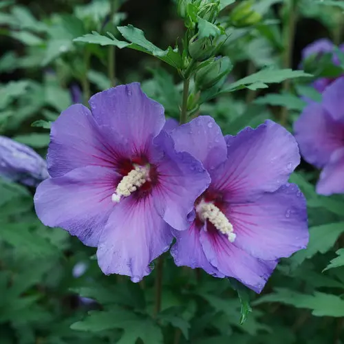 Rose of Sharon Paraplu Violet