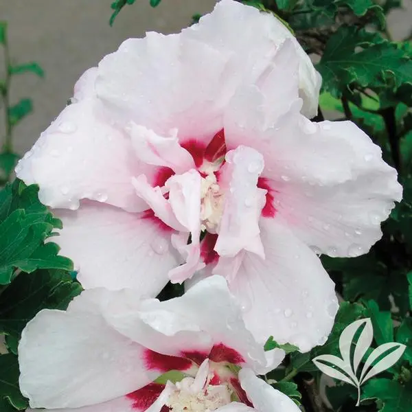 Rose of Sharon Double Pink