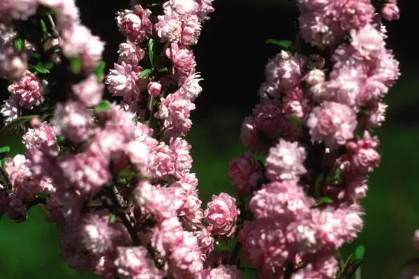 Almond Pink Flowering
