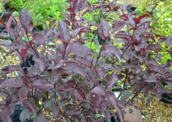 Sandcherry Purpleleaf