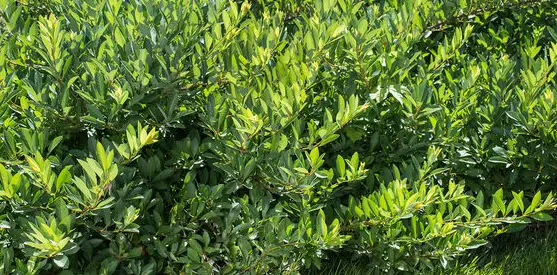 Sandcherry Jade Parade