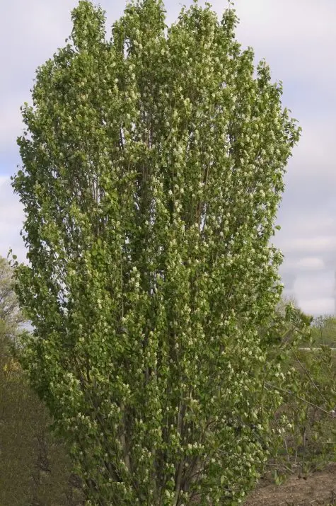 Serviceberry Standing Ovation