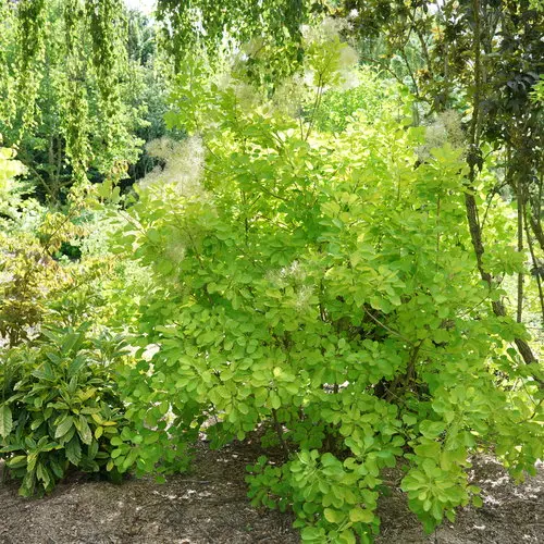 Smokebush Winecraft Gold