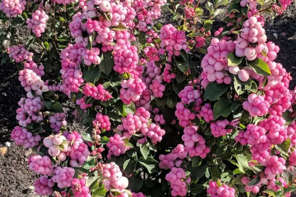 Snowberry Pinky Promise