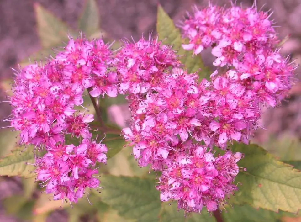 Spirea Anthony Waterer