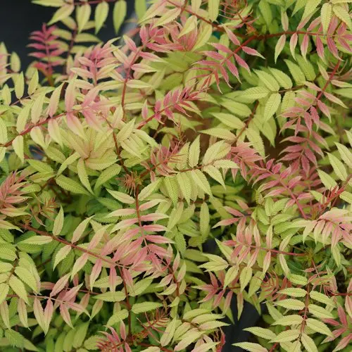 False Spirea Mr Mustard