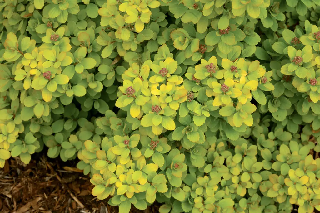 Spirea Glow Girl