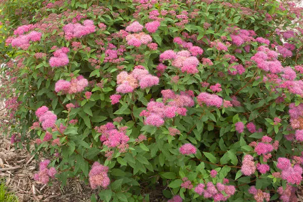 Spirea Superstar 