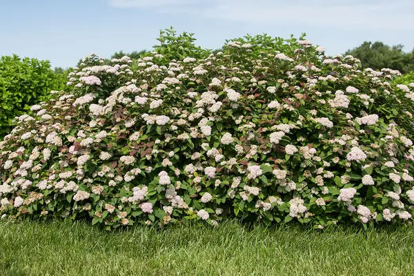 Spirea Spot On FE