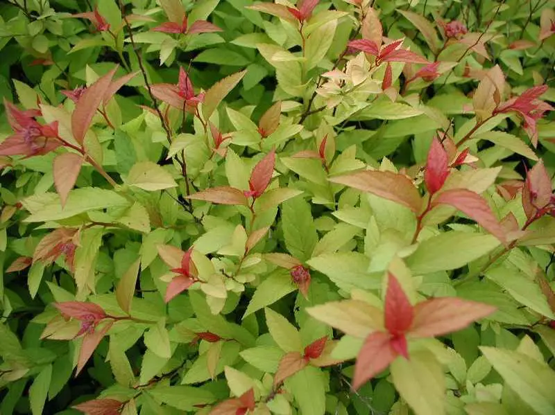 Spirea Goldflame