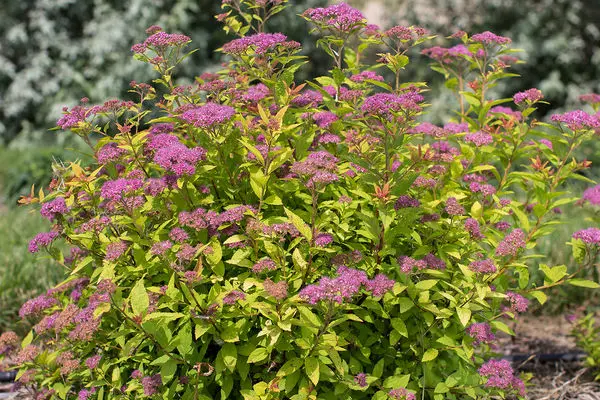 Spirea Little Spark