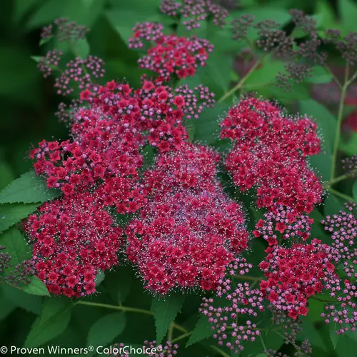 Spirea Double Play Red