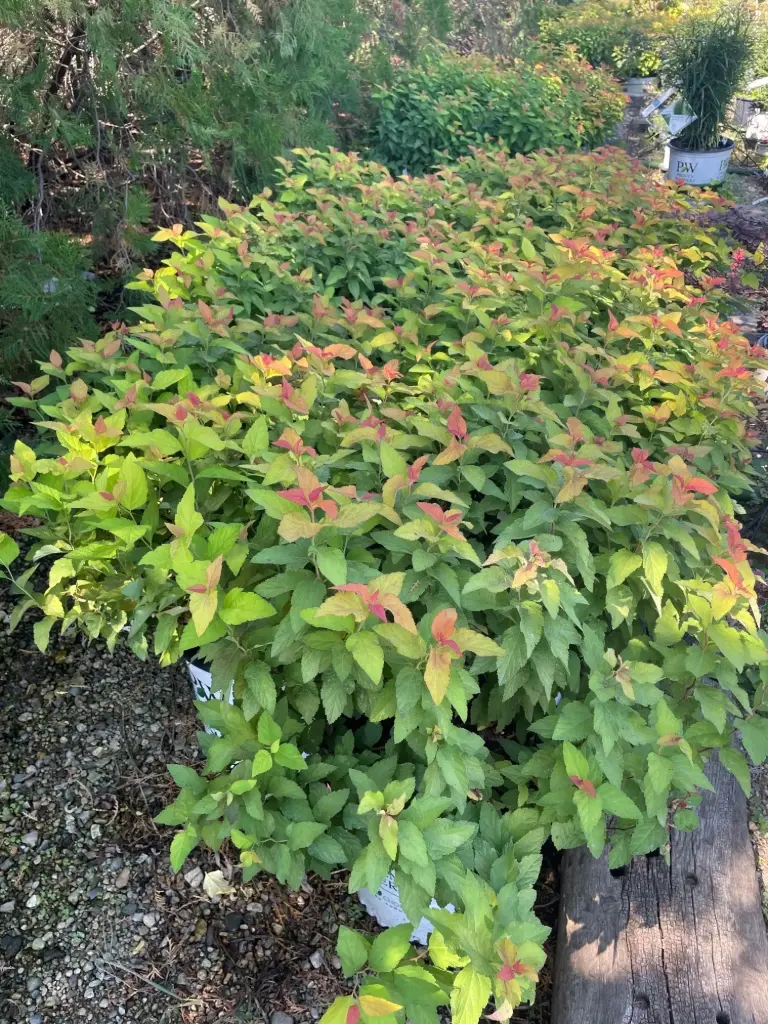 Spirea Double Play Candy Corn