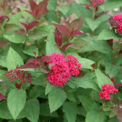 Spirea Double Play Doozie