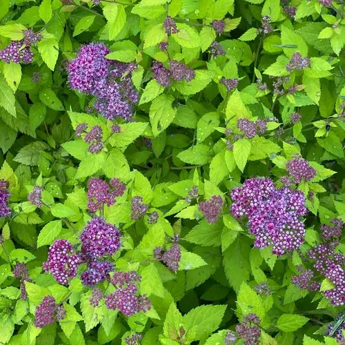 Spirea Double Play Dolly